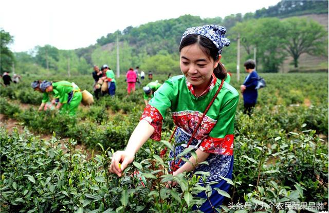 胡晓云,农产品区域公用品牌政策体系
