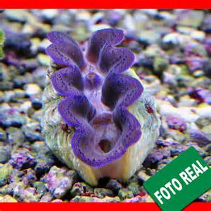 螺钿大柜以前是用砗磲做的吗,古代的海洋珍宝玳瑁