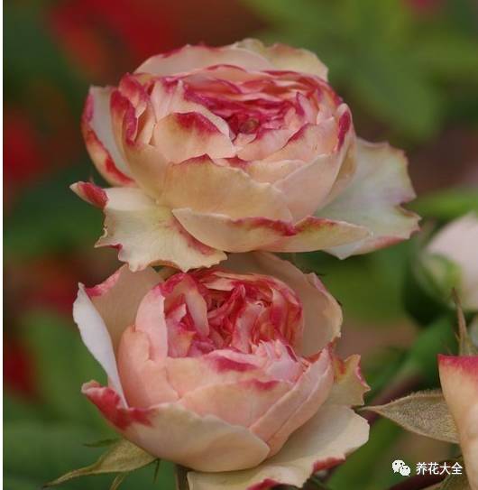 最美的十款月季品种推荐 (十种绝美的月季)