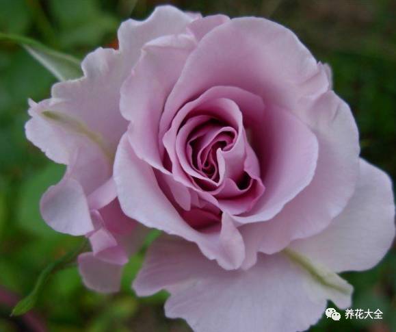 最美最高端的30款月季 (十种绝美的月季)