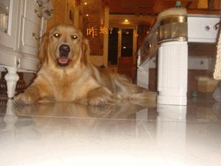 为啥不建议养金毛,为什么说不要轻易养金毛