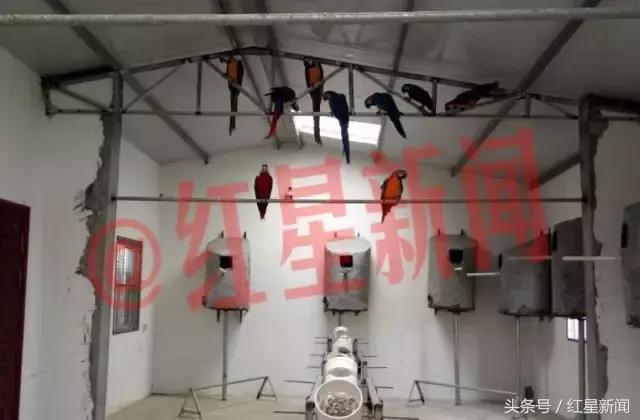 卖鸟被判10年的是什么鸟,养鹦鹉被判刑的案例