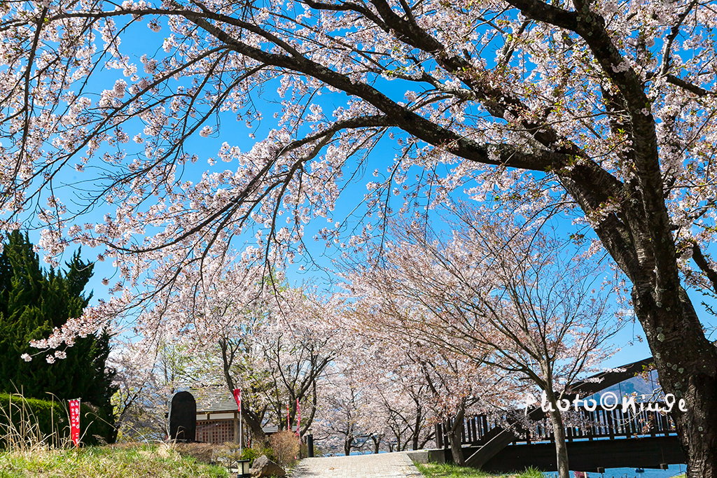 澳门航空空姐游东京 富士山下遇见最美的樱花