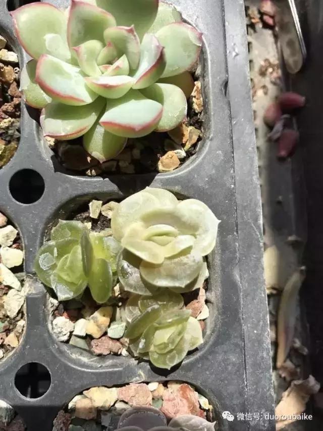 杀虫气雾剂能给多肉喷小黑飞吗,给多肉喷杀虫剂浓度高了有影响吗