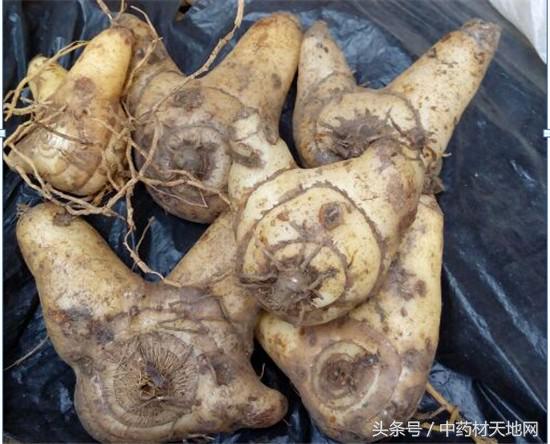 云南蒙自家种白及突破死苗陷阱，长势良好！