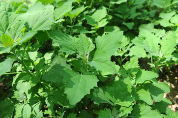 地里常见杂草竟然是草药,农村常见的中草药种植回收