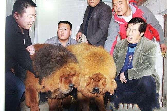 马家军里谁留在国内了,马家军谁得过奥运金牌