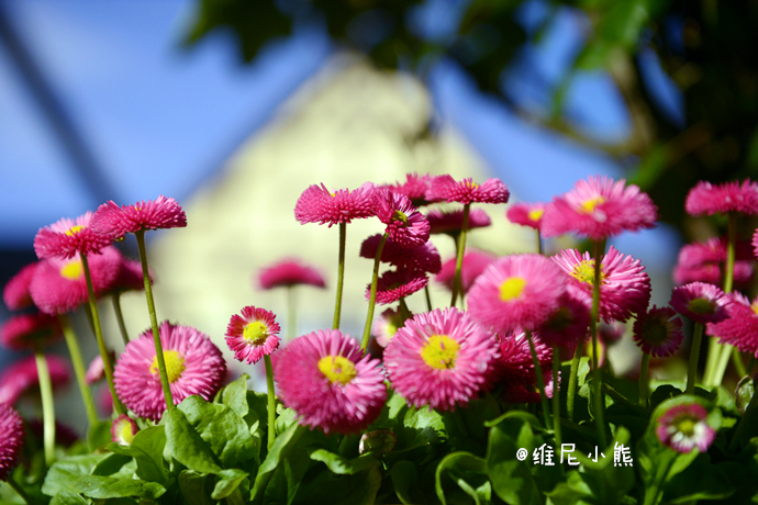 乘着邮轮奢华浪漫游欧洲四国