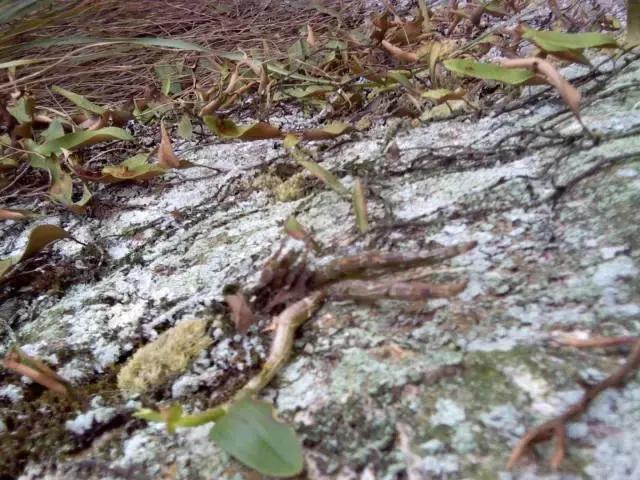 你真的了解铁皮石斛吗,关于铁皮石斛知识