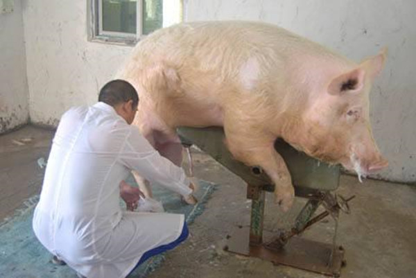 公猪不会爬架子怎么办,公猪不骟长大后猪肉会有怪味吗