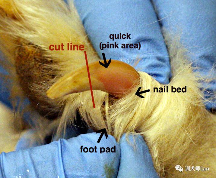 狗狗需要剪脚上毛么,狗狗在宠物店剪毛包含剪指甲吗