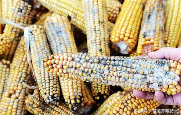 养猪饲料过量中毒表现,养猪中毒怎么处理