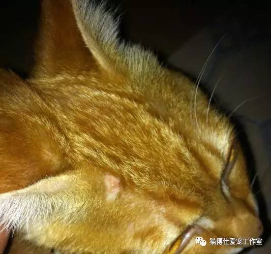 怎么看猫咪有没有猫藓啊,你的猫咪有什么坏习惯
