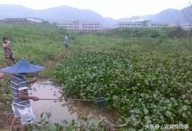 小龙虾基地钓龙虾,瑶海野钓龙虾的最佳地点