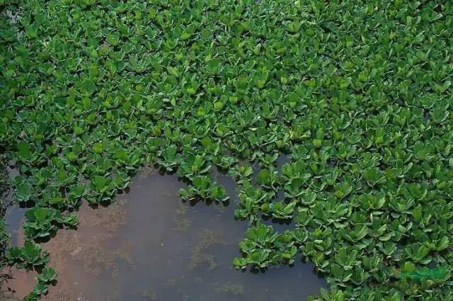 如何防止入侵生物,生物入侵的解决办法