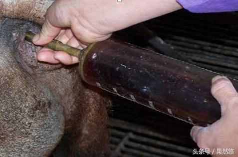 猪蓝耳和伪狂犬能治好吗,蓝耳伪狂犬传染