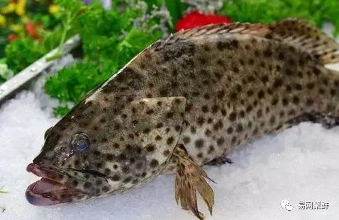 各类石斑鱼图片,常见的石斑鱼图片