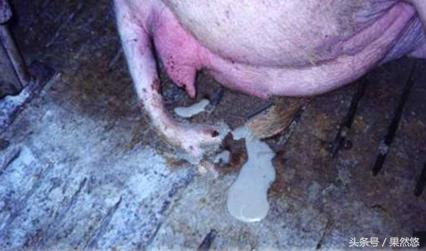 猪蓝耳和伪狂犬能治好吗,蓝耳伪狂犬传染