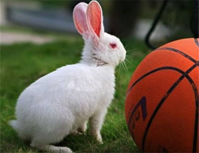 兔子的种类一共有多少种,兔子一共有多少种种类