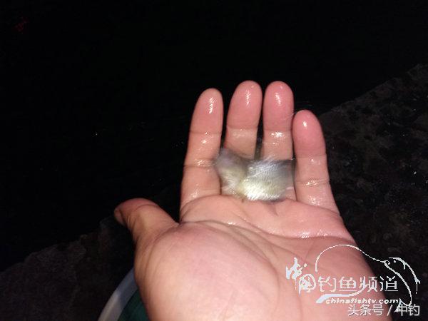 野钓日记第17期,野钓日记19天