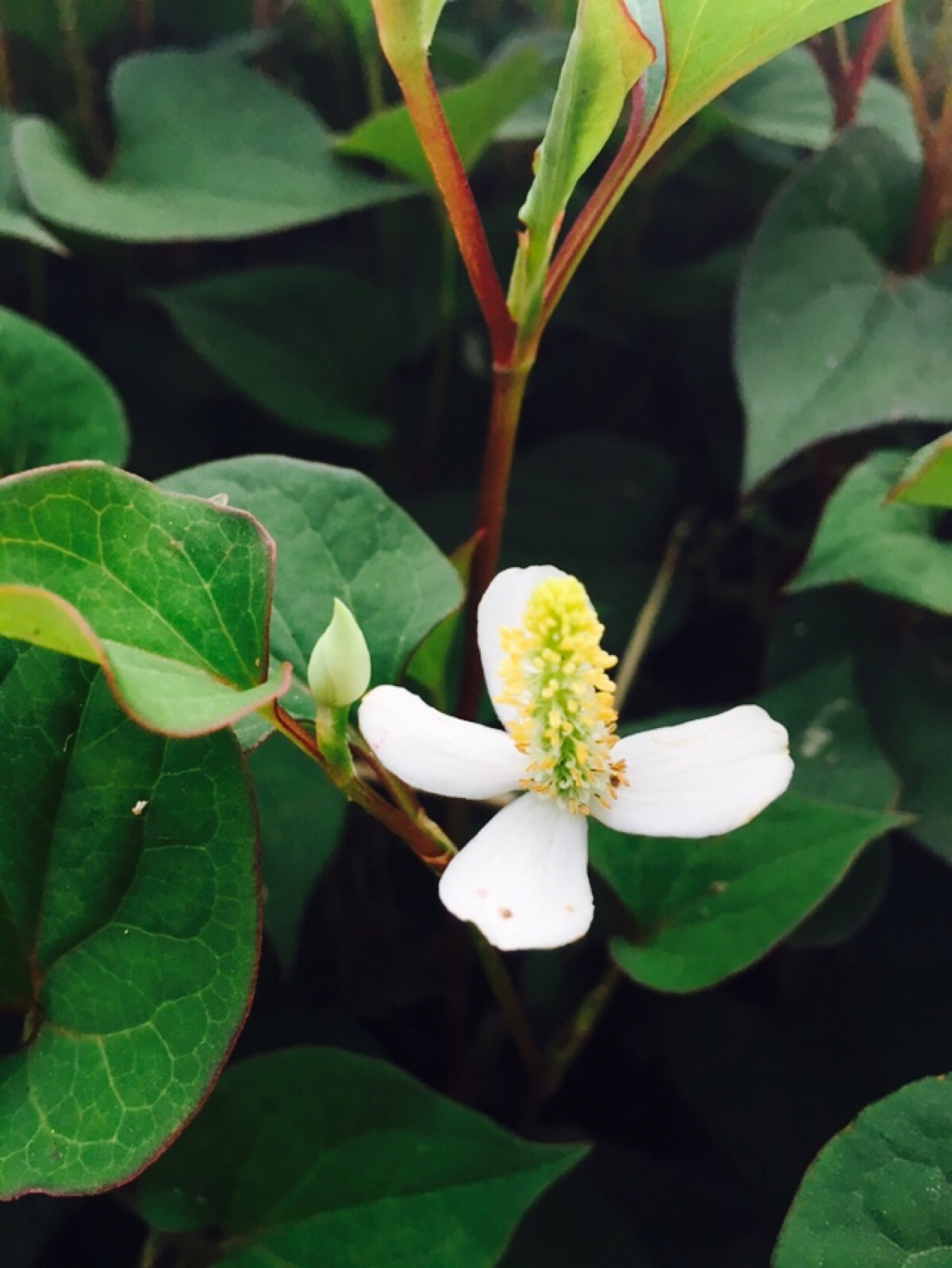 本草鱼腥草,本草纲目中鱼腥草
