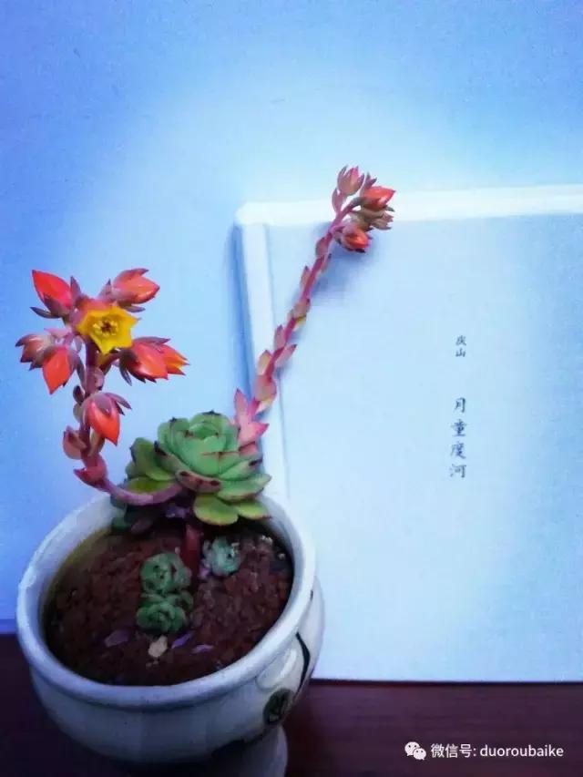 原来多肉与书更配哦！文艺范走起！