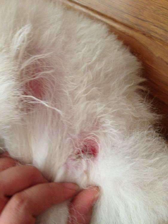 真菌引起宠物的皮肤病有哪些,狗狗感染猫癣怎么治疗