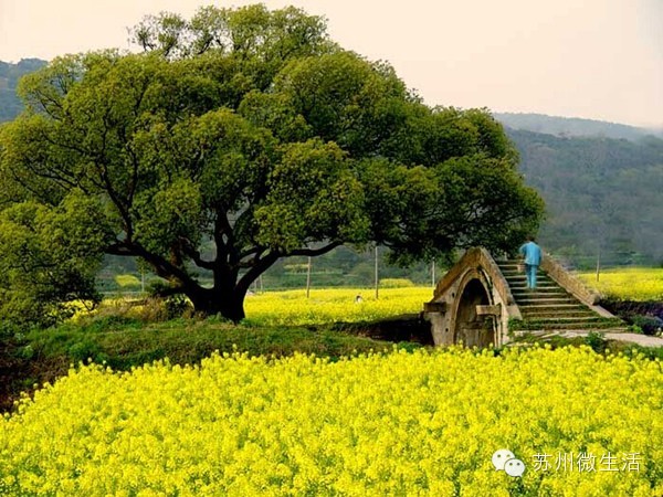 苏州最值得去的五个景点,苏州最值得去的10个景点排名