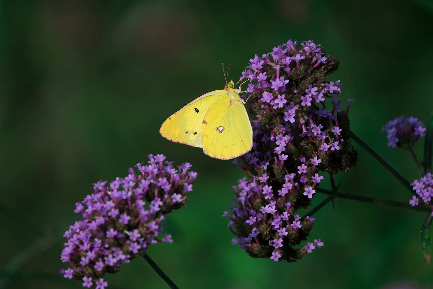 鏈潵甯屾湜涔嬪厜瑙嗛,鏈潵涔嬪厜甯屾湜涔嬪厜
