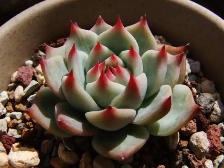 入坑仅1年，他的肉肉竟然全都大变样？！这真的是同一颗肉肉吗？