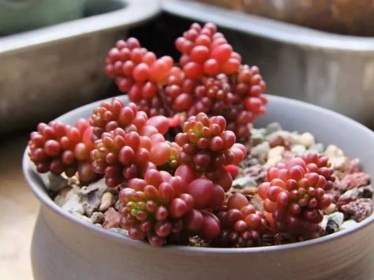 入坑仅1年，他的肉肉竟然全都大变样？！这真的是同一颗肉肉吗？