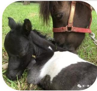 女马妈,马妈妈生日快乐