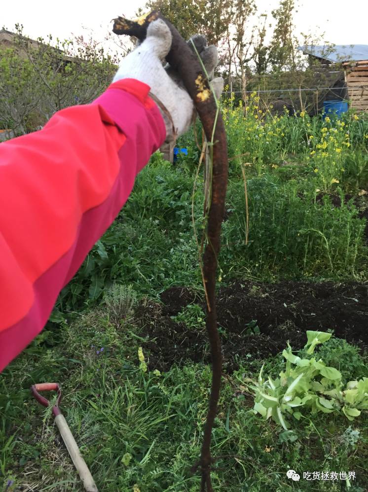 鎴戝湪妯辫姳灏忛晣,鍦ㄦū鑺遍鑸炵殑瀛ｈ妭