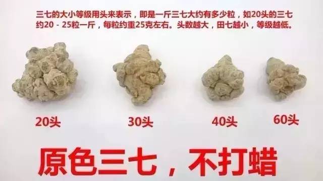 每天一味中药全集,每日一味中药三七