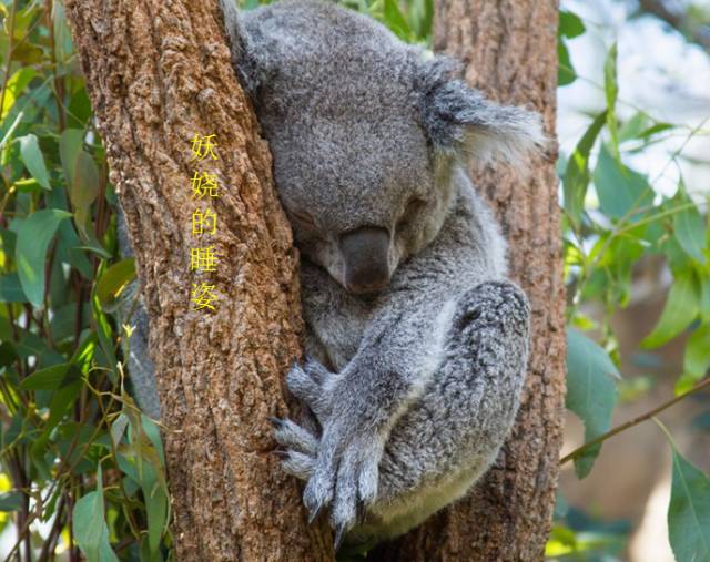 树袋熊爱睡觉,树袋熊助睡眠