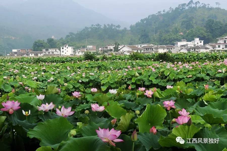 江西广昌白莲之乡,走遍江西100县