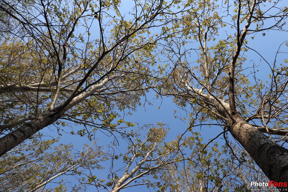 佳能eos77d出片怎么样,佳能eos77d有没有广角功能