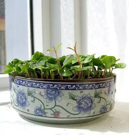 烟台吃小樱桃的地方,山东烟台绝对是吃樱桃的好地方