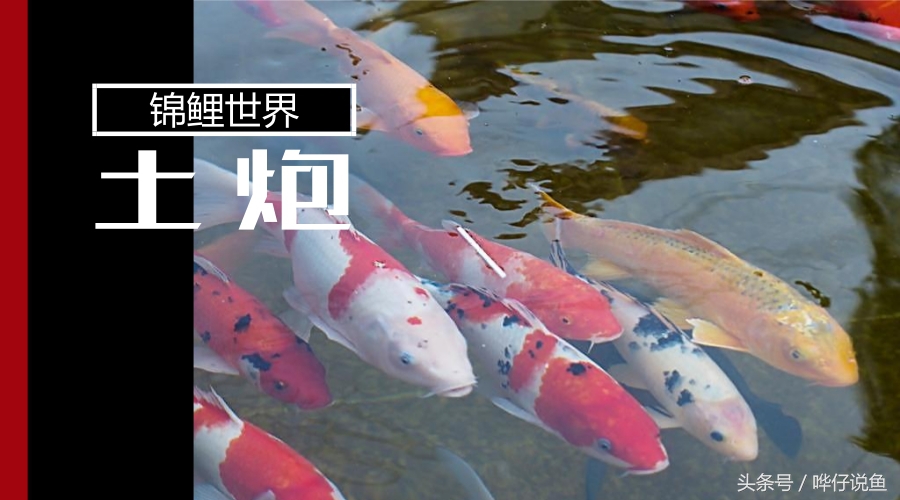 新手小白养锦鲤的日常,新手养锦鲤必看