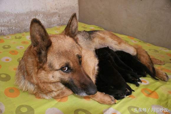 母德牧犬生理期怎么照顾,德牧产后用什么药消炎