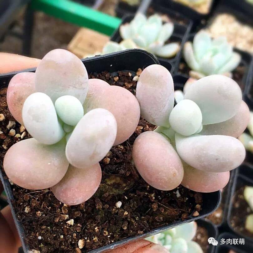 韩系美人多肉,稀有的美人系多肉