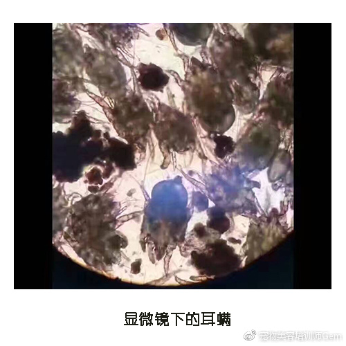 宠物耳道清洁,宠物美容学校30天能学到什么