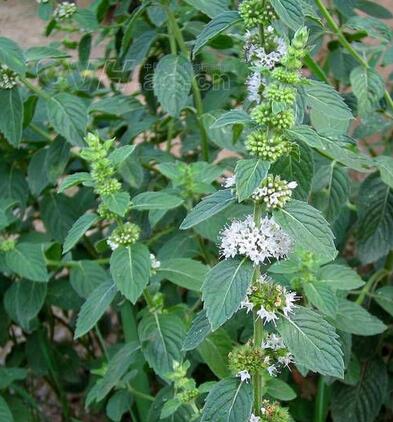 有哪些花卉可以驱蚊无毒,4种好看又好养的驱蚊花