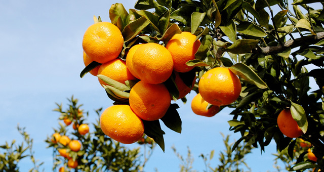 大卫杜夫冷水和ckfree选哪个,大卫杜夫的冷水与神秘水有区别吗