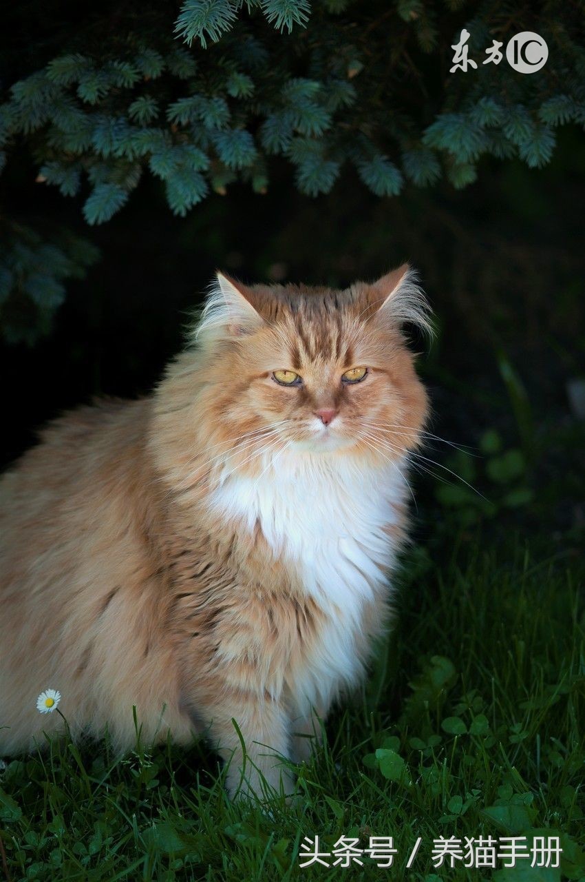 去除猫尿异味只需要以下简单的步骤！还可以让猫咪不再乱尿尿哦！