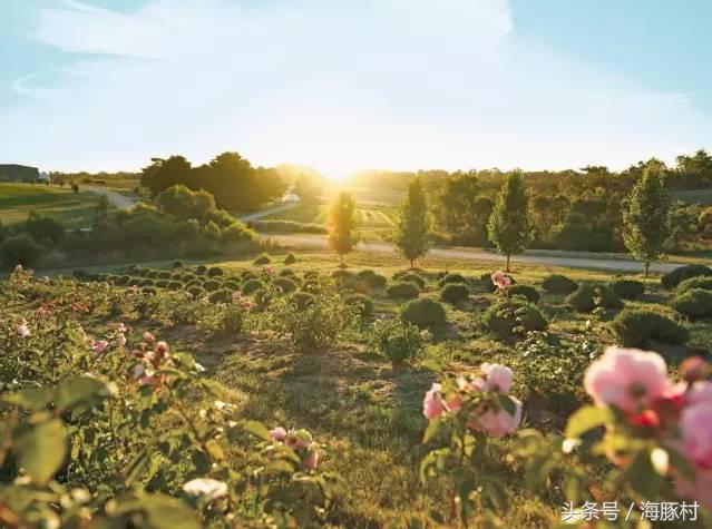 澳洲贵妇品牌大全 (好莱坞的贵妇品牌)