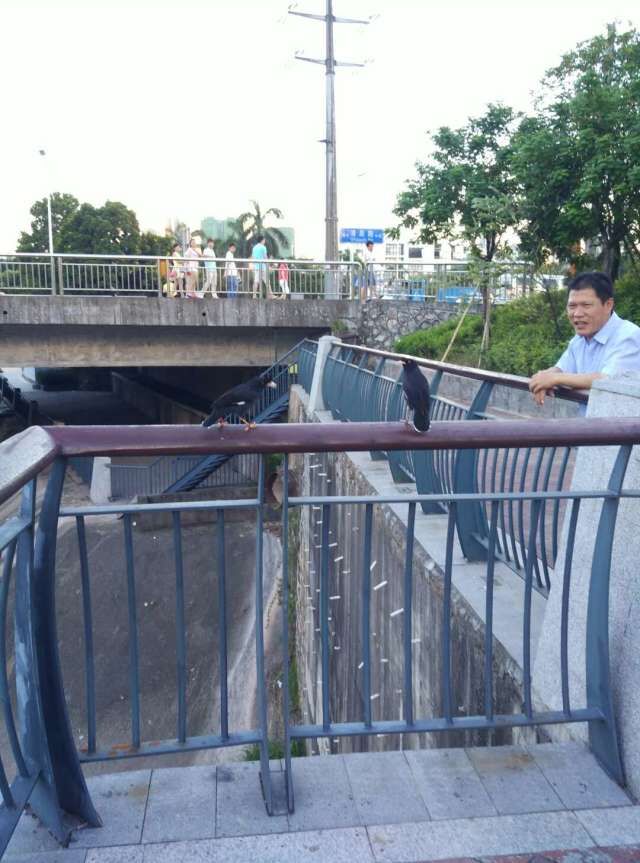 养八哥的十个技巧,天下一场梦养小鸡