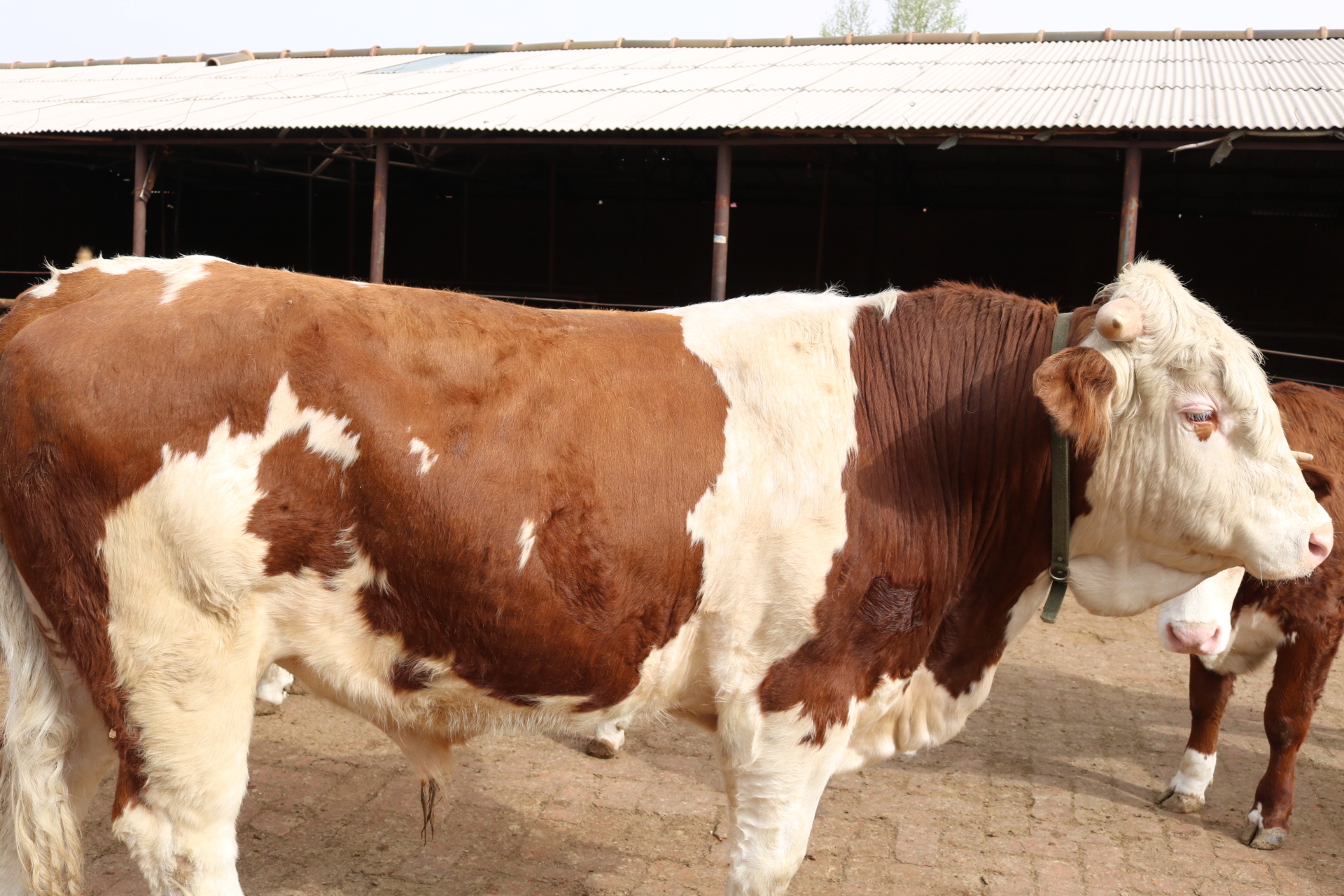 羊口蹄疫的病症图片,牛口蹄疫症状及治疗方法