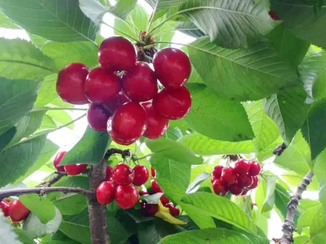 北京已开园的樱桃园,2024樱桃园开放时间