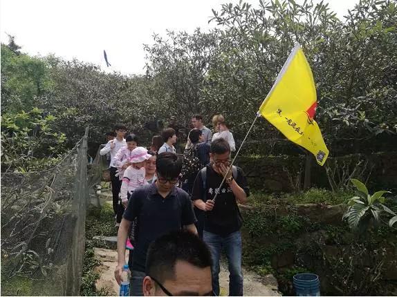 苏州东山白玉枇杷采摘园图片,苏州东山太湖名居白玉枇杷采摘园